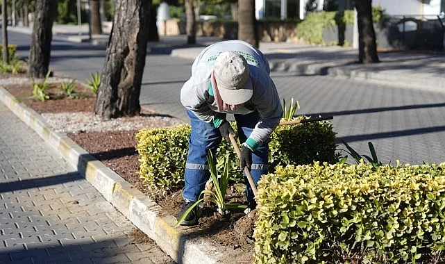 Burhaniye'de park ve yeşil alanlarda yapılan bakım çalışmaları